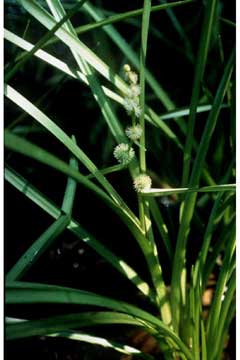 Sparganium americanum Bur-Reed, American bur-reed