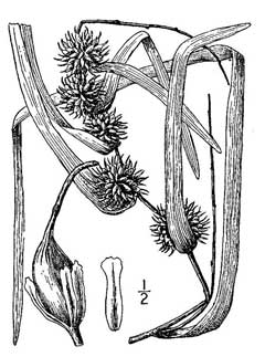 Sparganium androcladum Branching Bur-Reed
