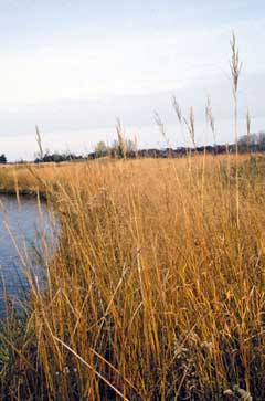 Spartina pectinata Prairie Cord Grass