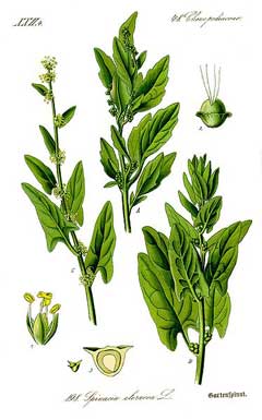 Spinacia oleracea Spinach