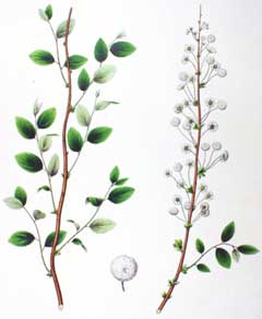 Spiraea prunifolia Bridalwreath Spiraea