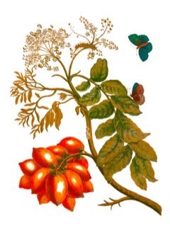 Spondias mombin Yellow Mombin, Hog Plum, Caja Fruit, Taperebá