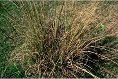 Sporobolus indicus Smut Grass, Rat-tail grass, West Indian dropseed