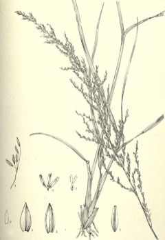 Sporobolus fimbriatus Perennial Dropseed. Dropseed grass