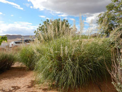 Sporobolus wrightii Big Sacaton