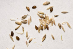 Sporobolus wrightii Big Sacaton