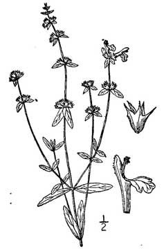 Stachys hyssopifolia hyssopleaf hedgenettle
