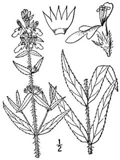 Stachys hyssopifolia ambigua hyssopleaf hedgenettle