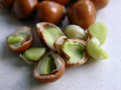 Staphylea pinnata Bladder Nut