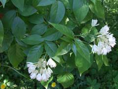 Staphylea trifolia American Bladder Nut
