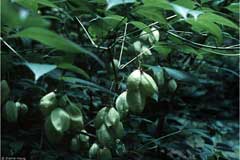 Staphylea trifolia American Bladder Nut