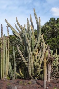 Stenocereus griseus Cactaceae. Pitaya, Organpipe cactus