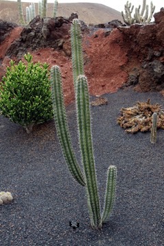 Stenocereus stellatus Joconostle cactus, Baja organ pipe cactus