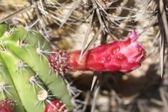 Stenocereus stellatus Joconostle cactus, Baja organ pipe cactus