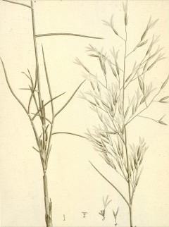 Stipagrostis pungens Drinn