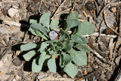 Streptanthus crassicaulis Thickstem Wild Cabbage