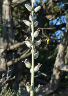 Streptanthus crassicaulis Thickstem Wild Cabbage