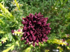 Streptanthus inflatus Desert Candle