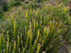 Streptanthus inflatus Desert Candle
