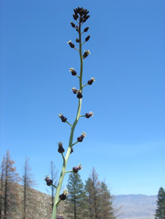 Streptanthus pilosus Hairy Wild Cabbage