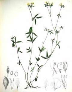 Stylosanthes biflora Sidebeak pencilflower