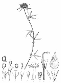 Stylosanthes guianensis Estilo