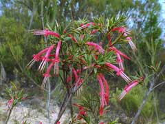 Styphelia triflora Pink Fivecorner