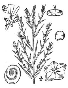 Suaeda linearis Southern Sea Blite, Annual seepweed