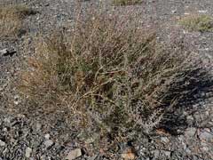 Suaeda nigra Bush Seepweed