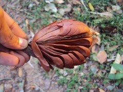 Honduras mahogany Honduran mahogany big-leaf mahogany mahogany West Indian mahogany 15 seeds of Swietenia macrophylla Asklepios-seeds®