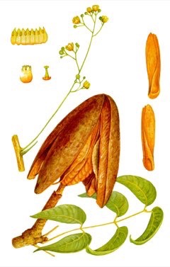 Swietenia mahagoni Mahogany, West Indies Mahogany