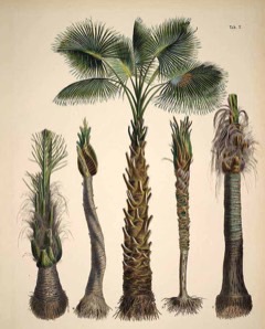 Syagrus coronata Licuri Palm, Ouricury palm
