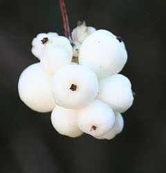 Symphoricarpos albus laevigatus Snowberry