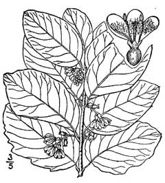 Symphoricarpos occidentalis Wolfberry, Western snowberry