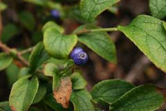 Symplocos paniculata Asiatic Sweetleaf, Sapphire-berry