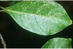 Symplocos tinctoria Sweet Leaf, Common sweetleaf