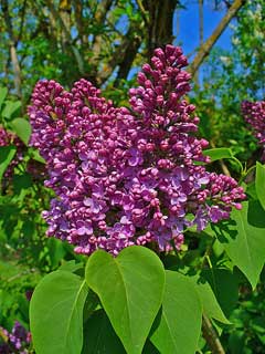Syringa vulgaris Lilac, Common lilac