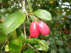 Syzygium australe Brush Cherry