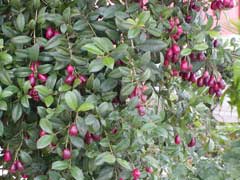 Syzygium paniculatum Brush Cherry