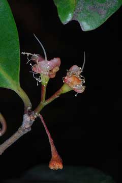 Syzygium paniculatum Brush Cherry