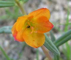 Talinum aurantiacum Orange Flameflower