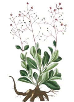 Talinum fruticosum Tahitian Spinach, Waterleaf, Ceylon Spinach