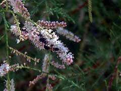 Tamarix gallica Manna Plant, French tamarisk