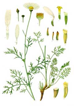 Tanacetum cinerariifolium Dalmation Pellitory, Pyrethrum