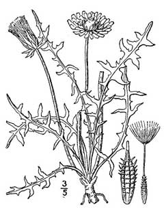 Taraxacum laevigatum Red-Seed Dandelion, Rock dandelion