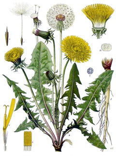 Taraxacum officinal Dandelion - Kukraundha, Kanphool, Common dandelion, Dandelion