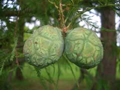 taxodium distichum Swamp Cypress, Bald cypress, Common Bald Cypress