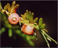 Taxus brevifolia Pacific Yew