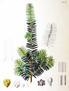 Taxus cuspidata Japanese Yew