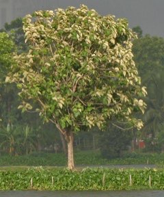 *UNCLE CHAN* 30 SEED TEAK TREE Tectona grandis Teak Hard Tree Thailand garden 